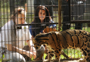 Thanks to a new partnership with the Smithsonian-Mason School of Conservation, Mary Washington students will soon have the opportunity to study clouded leopards and other endangered species with Smithsonian scientists. Photo by Evan Cantwell/George Mason University.