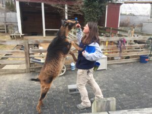 Nikki Maticic ’14 earned her stripes – and a UMW biology degree – after impactful study abroad trips to South Africa and the Galápagos Islands. She’s now an animal keeper at the Smithsonian’s National Zoo. Photo courtesy of Nikki Maticic.