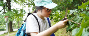 Biology major Tessa Lanzafame inspects a leaf for evidence of insects. She worked with Assistant Professor of Biology Josephine Antwi to learn what herbivorous insects and host plants are present on the UMW campus. (Suzanne Carr Rossi photo.)