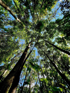 picture of trees