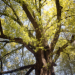 University of Mary Washington has been named a Tree Campus by the Arbor Day Foundation for the tenth consecutive year.