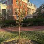 Thanks to the Friends of the Rappahannock Trees for Schools grant program, the UMW Landscape and Grounds department paired up with student volunteers through COAR to plant 27 trees on campus on Wednesday, Nov. 13. Photo courtesy of Director of Landscape and Grounds Holly Chichester-Morby.