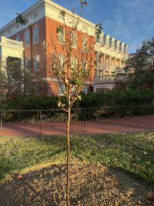 Thanks to the Friends of the Rappahannock Trees for Schools grant program, the UMW Landscape and Grounds department paired up with student volunteers through COAR to plant 27 trees on campus on Wednesday, Nov. 13. Photo courtesy of Director of Landscape and Grounds Holly Chichester-Morby.