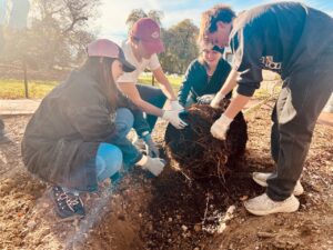 Thanks to the Friends of the Rappahannock Trees for Schools grant program, the UMW Landscape and Grounds department paired up with student volunteers through COAR to plant 27 trees on campus on Wednesday, Nov. 13. Photo courtesy of Director of Landscape and Grounds Holly Chichester-Morby.