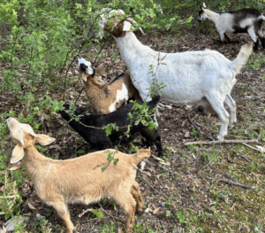 Goats from The Good Steward Farm provide sustainable brush clearing options for properties of all sizes.