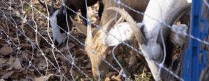 Photo of a herd of goats working to clear a hard-to-trim hillside along the Sunken Road border of UMW’s Fredericksburg Campus. Photo by Lee Adams ’27.