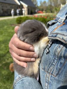 Girl holding brown and white rabbit.