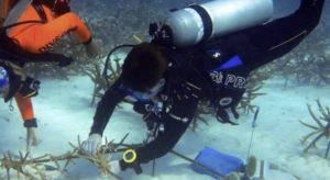 UMW student Ned Gable under water scuba diving 