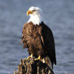 Bald eagle pictured in front of open water