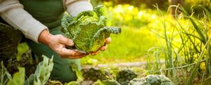 gardener holding a cabbage