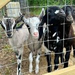 goats in a pen