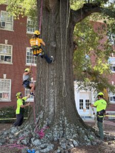 people using ropes and harnesses climb a large maple tree on campus